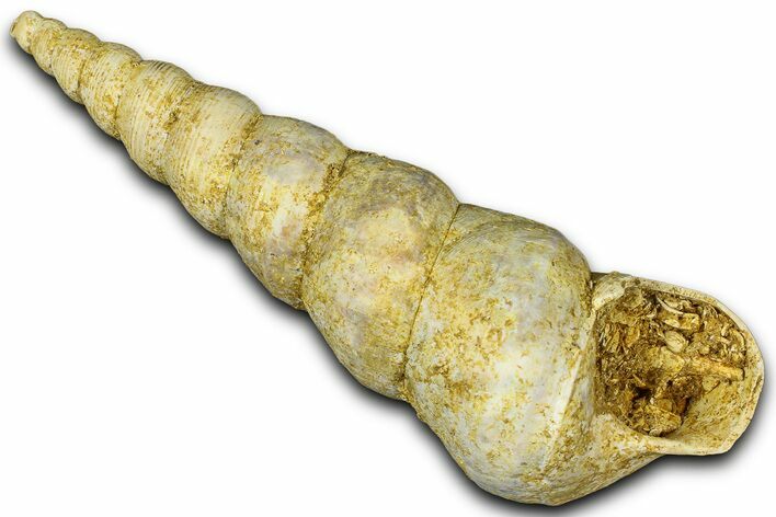 Miocene Fossil Sea Snail (Turritella) Shell - France #365487